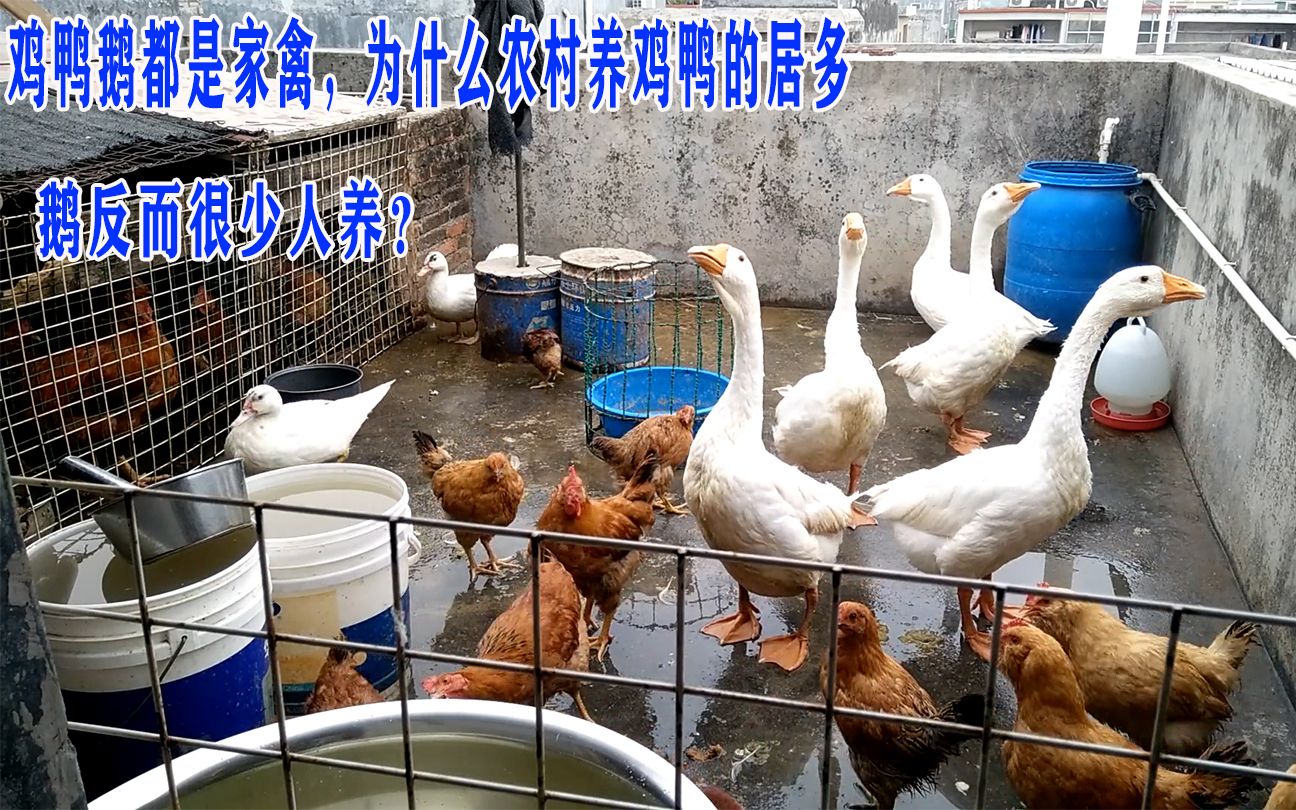 雞鴨鵝同為家禽，為何農(nóng)村養(yǎng)雞鴨多而養(yǎng)鵝少？