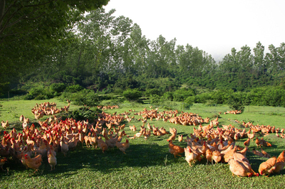 家禽飼料添加劑的選擇 提升生長效率與降低患病機(jī)率