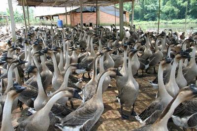 江門特產(chǎn)不止有陳皮，還有豐富的家畜養(yǎng)殖產(chǎn)業(yè)