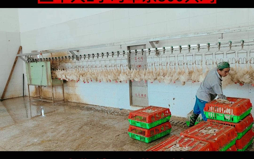 家禽自動(dòng)脫蠟機(jī) 壹九八六鴨鵝用脫蠟機(jī)在家畜養(yǎng)殖與屠宰成套設(shè)備中的應(yīng)用