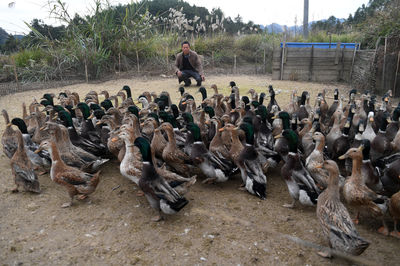 廣西環(huán)江 香鴨養(yǎng)殖拓寬增收路，家畜產(chǎn)業(yè)助力鄉(xiāng)村振興