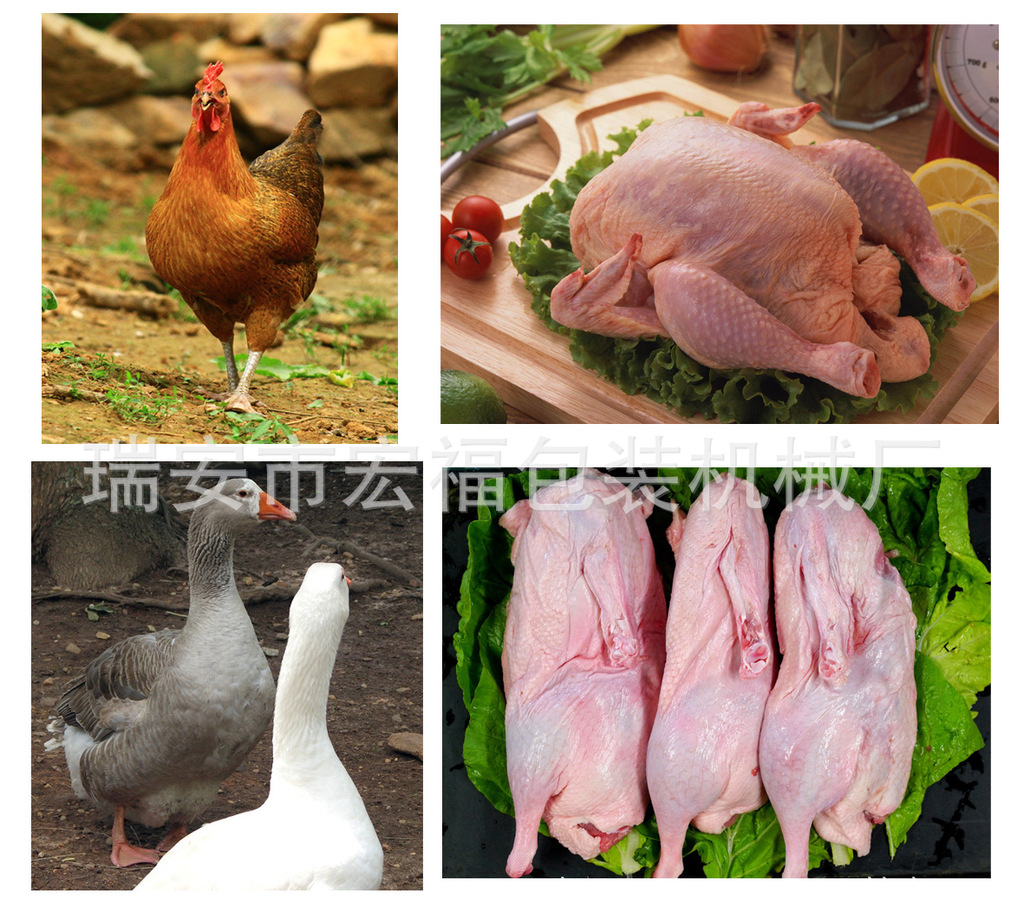 沿河生態(tài)雞屠宰生產(chǎn)線正式投入使用，助力家禽產(chǎn)業(yè)升級(jí)