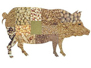 家畜養(yǎng)殖升溫，飼料檢測(cè)勢(shì)在必行