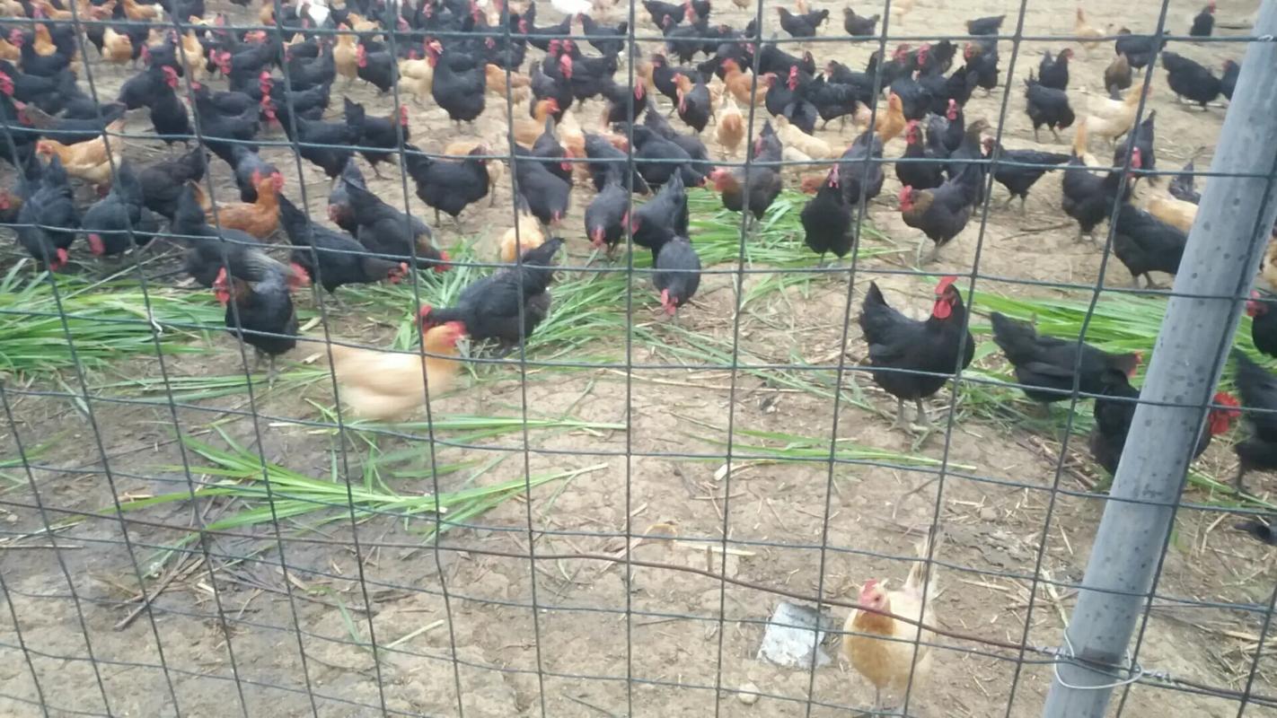 農(nóng)家散養(yǎng)土雞——回歸自然的美味與健康