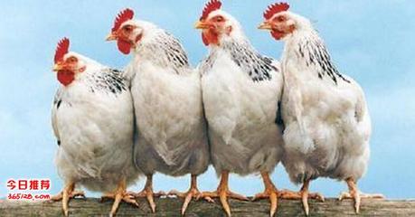 家禽與家畜養(yǎng)殖中的高效益生菌應(yīng)用——30億益生菌飼料添加劑