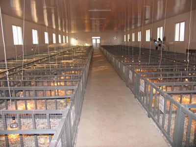 從實(shí)驗(yàn)基地到生態(tài)牧場 探索現(xiàn)代家畜養(yǎng)殖的創(chuàng)新之路