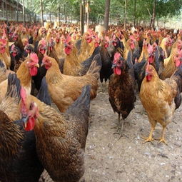 家禽 從遠(yuǎn)古馴化到現(xiàn)代餐桌