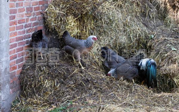 農(nóng)場的繁榮基石 家禽與家畜養(yǎng)殖的和諧共生